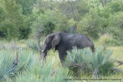 Un bel éléphant prend la pose dans la végétation