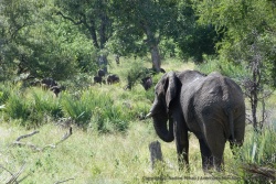 Eléphants et buffles semblent faire bon ménage dans les environs