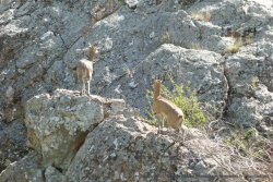 On rencontre souvent ces petites antilopes perchées sur leur rocher