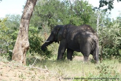 Un éléphant imposant en plein casse-croûte