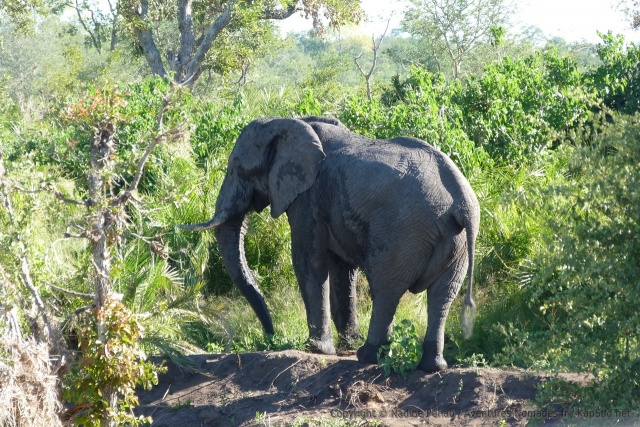 On a beau avoir vu des centaines d'éléphants, chaque rencontre est toujours pour nous un évènement