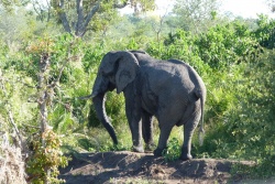 On a beau avoir vu des centaines d'éléphants, chaque rencontre est toujours pour nous un évènement