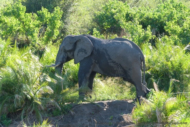 Manifestement, les éléphants aiment beaucoup ce coin du Kruger