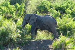 Manifestement, les éléphants aiment beaucoup ce coin du Kruger