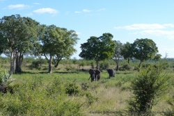 Le Nord du Kruger est réputé pour ses grands mâles solitaires