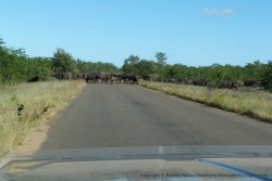 Un grand troupeau de buffles traverse la route devant nous