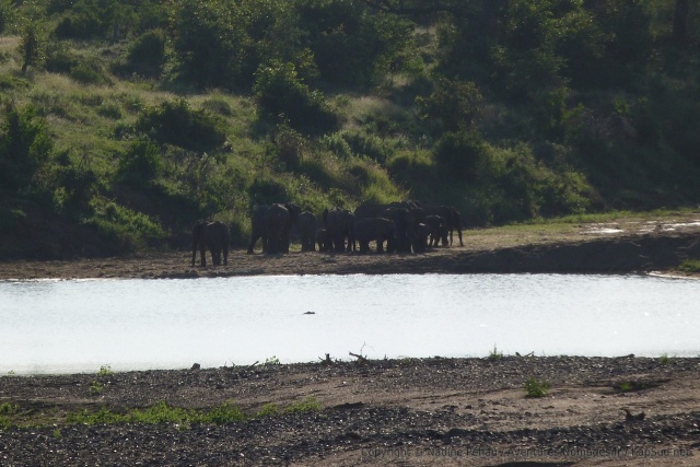 Ce sont maintenant des troupeaux d'éléphants que nous croisons un peu plus au sud