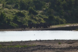 Ce sont maintenant des troupeaux d'éléphants que nous croisons un peu plus au sud