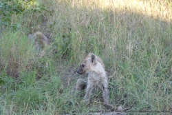 A quelques mètres de la route, un terrier d'une famille de hyènes