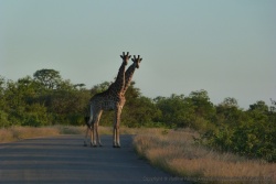 On dirait une girafe à deux têtes