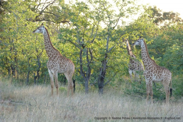 De nouveau de belles girafes à observer