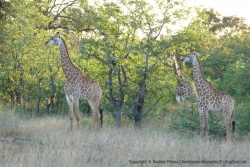 De nouveau de belles girafes à observer