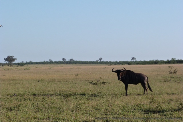 L'écosystème dans cette partie du Kruger est radicalement différent, très propice aux herbivores comme les gnous