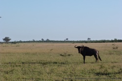 L'écosystème dans cette partie du Kruger est radicalement différent, très propice aux herbivores comme les gnous