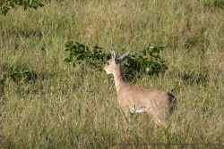 Une petite antilope costaud, comme celles qu'on voit d'habitude sur les rochers