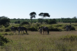 Dans ces paysages de savane herbeuse, on retrouve avec plaisir nos amis les zèbres