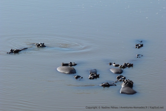 Un clan d'hippopotames dans leur élément préféré