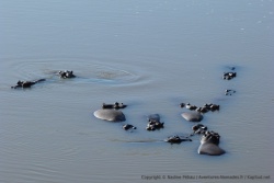 Un clan d'hippopotames dans leur élément préféré
