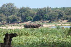 Les rivières sont les lieux de vie privilégiés de la savane africaine