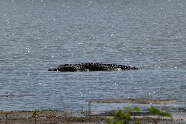 Un impressionnant crocodile surpris pendant son bain de soleil