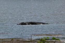 Un impressionnant crocodile surpris pendant son bain de soleil