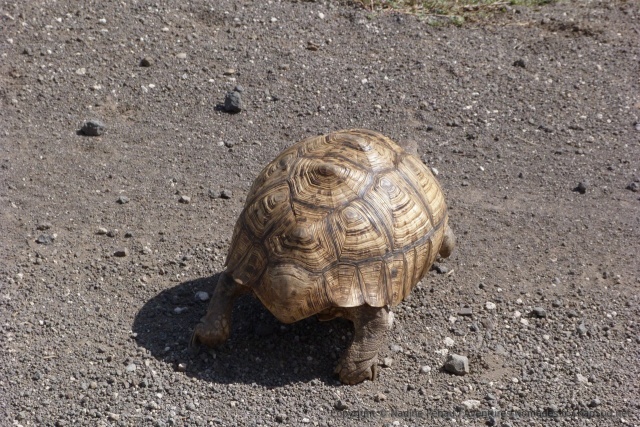 Une tortue terrestre en goguette