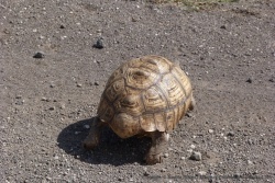 Une tortue terrestre en goguette