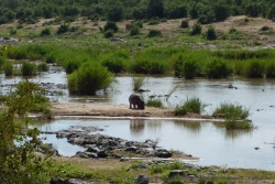Un hippopotame nous fait la surprise de partir en expédition 