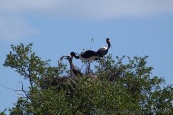 Un couple de cigogne qui a apparemment fort à faire pour nourrir son petit