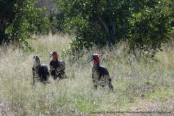 On a bien de la chance de tomber sur ses oiseaux plutôt rares