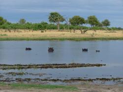 Botswana 4ème partie : le parc Moremi au coeur du delta de l'Okavango