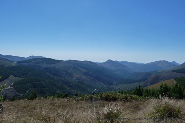 Les montagnes que nous traversons sont entièrement dédiées à la culture intensive du sapin