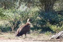 Un imposant vautour attend sagement son tour pour accéder à sa pitance