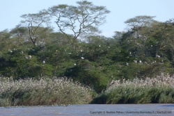 Beaucoup d'oiseaux ont élu domicile sur les berges du lac de la réserve Ndumo