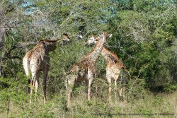 Un petit groupe de girafes dans la lumière du soleil matinal