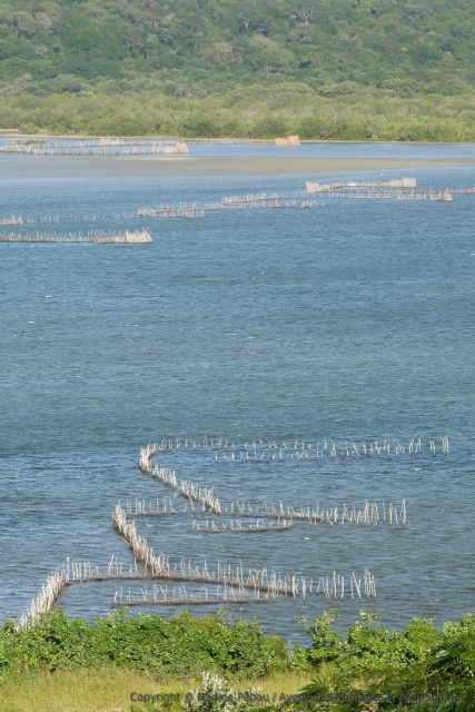 Les fameux pièges à poissons de Kosi Bay