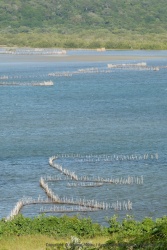 Les fameux pièges à poissons de Kosi Bay