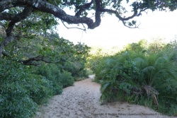 On traverse une forêt luxuriante pour descendre à l'embouchure de l'estuaire