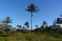 Avant d'atteindre l'océan, il faut traverser une savane herbeuse parsemée de jolis palmiers élancés