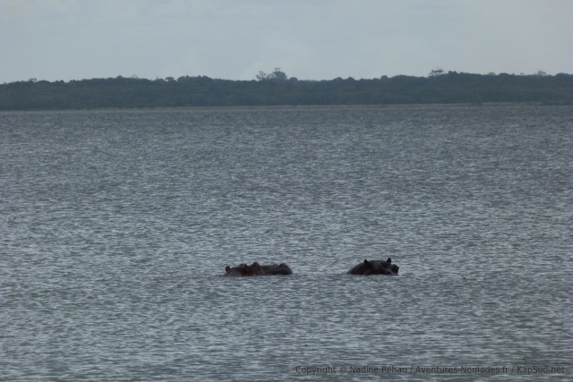 Deux hippopotames nous accueillent au lac de Kosi Bay