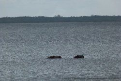 Deux hippopotames nous accueillent au lac de Kosi Bay