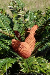 En y regardant de plus près, on dirait des sortes de cycas avec de drôles de fruits rouges orangés