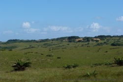 La piste côtière longe les dunes couvertes de ces drôles de plantes emblématiques de la région
