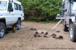 Au camping, une bande de mangoustes rayées s'invitent au petit déjeuner