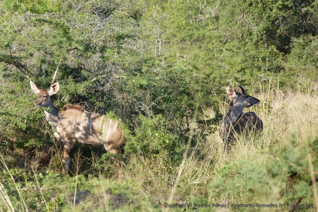 Des koudous broutent dans les fourrés