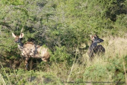 Des koudous broutent dans les fourrés
