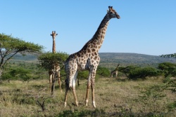 C'est maintenant un groupe de girafes qui nous toisent 