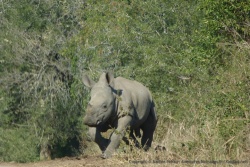 Soudain un rhinocéros blanc déboule sur la piste