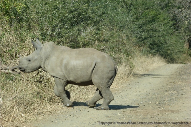 Un bébé rhinocéros traverse juste devant nous