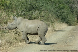 Un bébé rhinocéros traverse juste devant nous